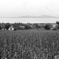 kilátás Fonyód felé.