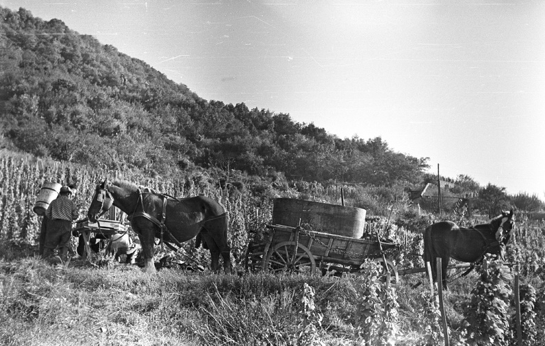 fotok_28895.jpg