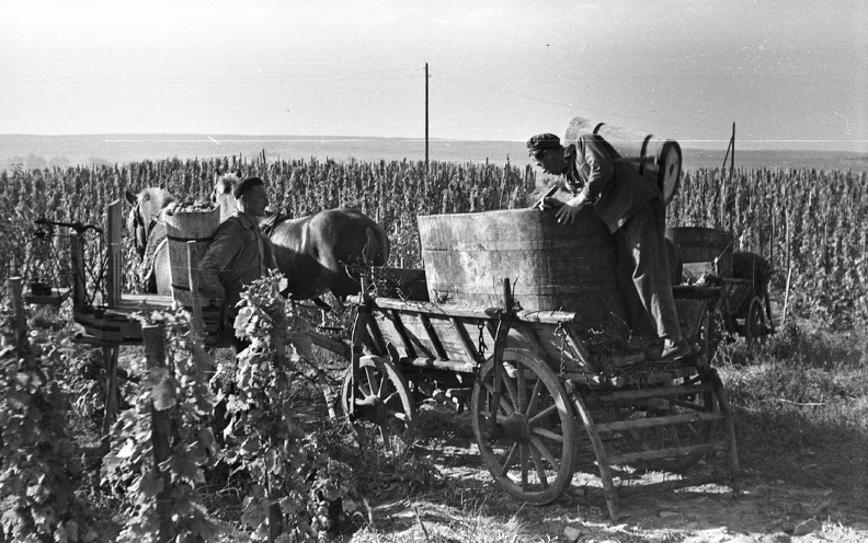 fotok_28898.jpg