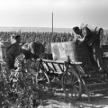 szüret.